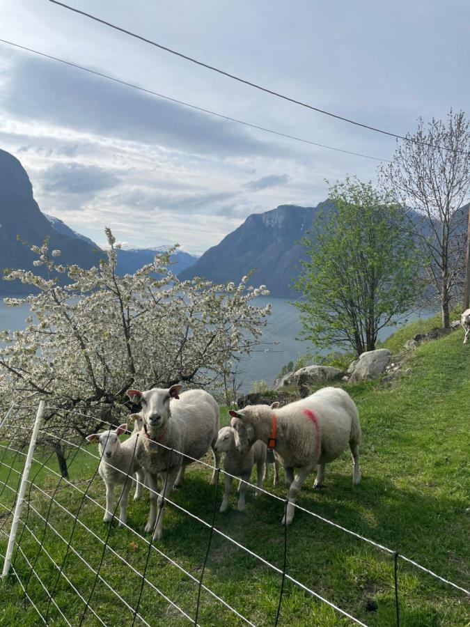 Aurland Stegastein Apartment Esterno foto